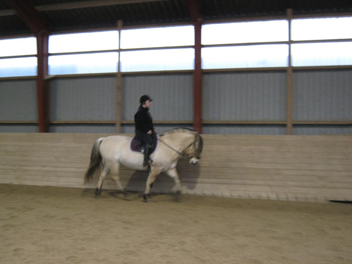 Fjordhest Ronja rud billede 4