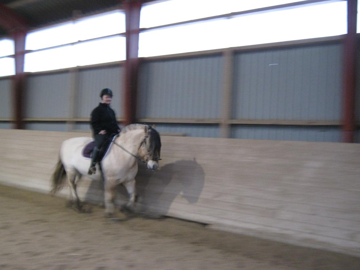 Fjordhest Ronja rud billede 3