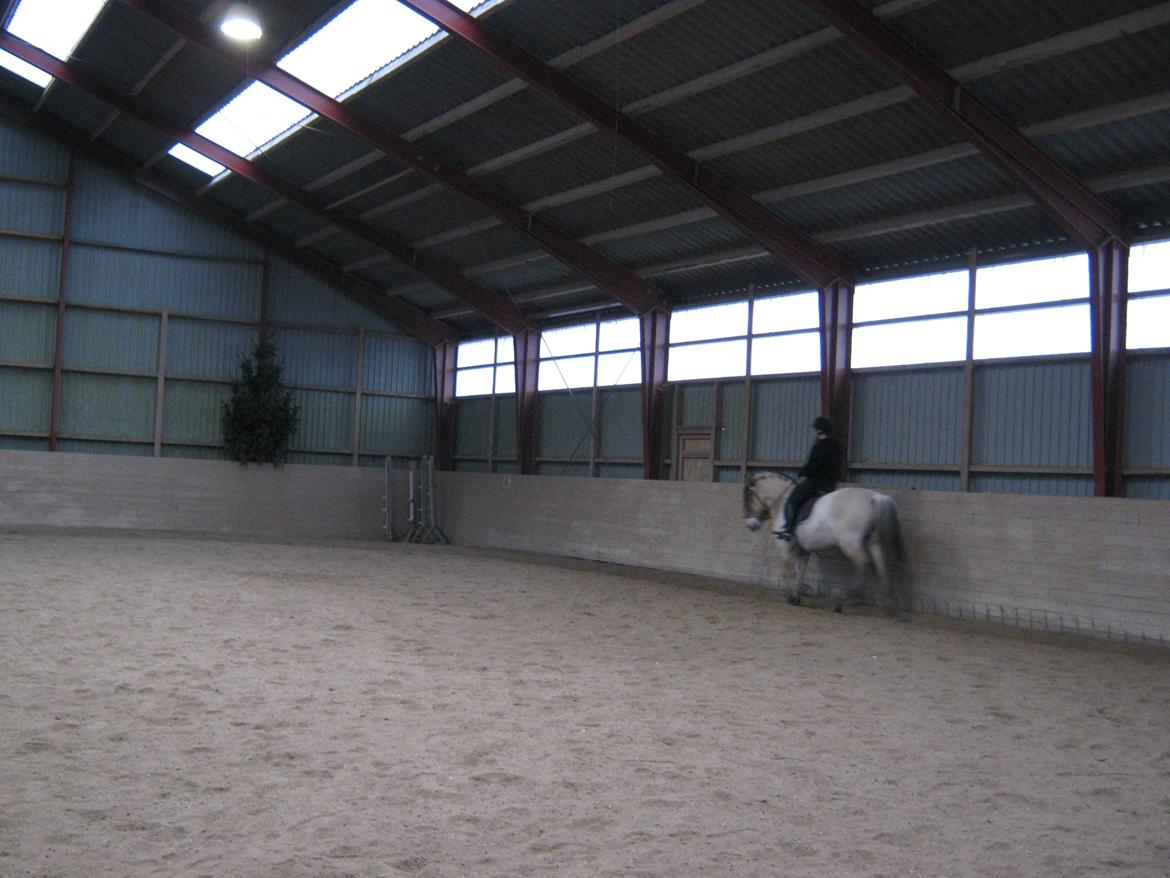 Fjordhest Ronja rud billede 6