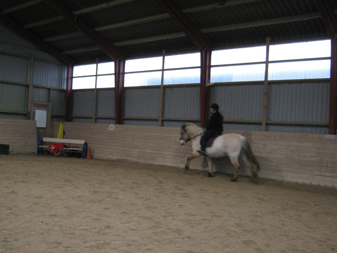 Fjordhest Ronja rud billede 7