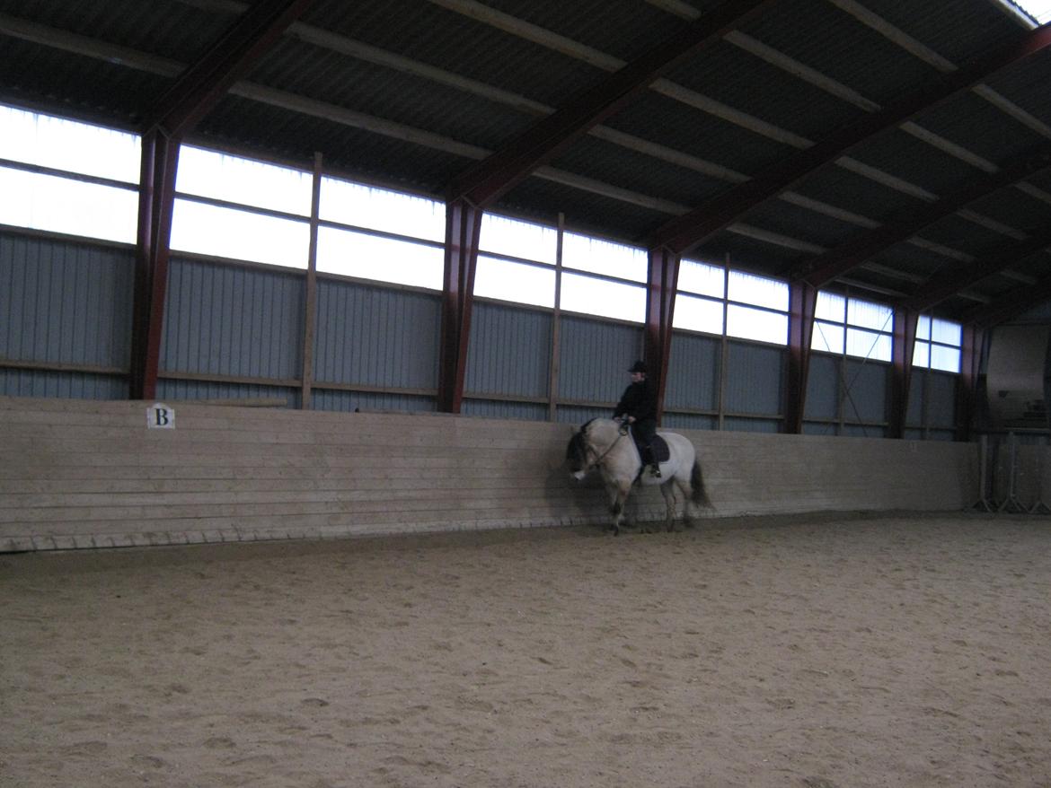 Fjordhest Ronja rud billede 8