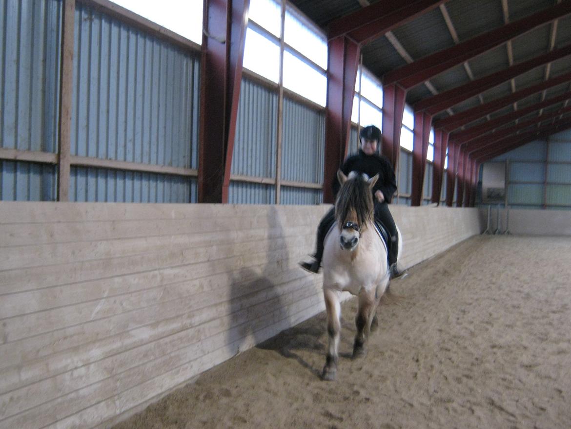 Fjordhest Ronja rud billede 5