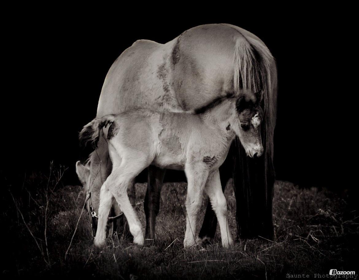 Anden særlig race April billede 3
