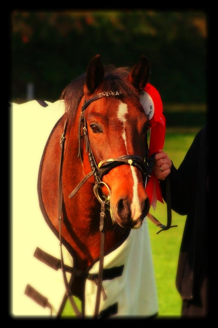 Anden særlig race Solbakkens Lukas - Velkomme til Lukas profil. 
 billede 1