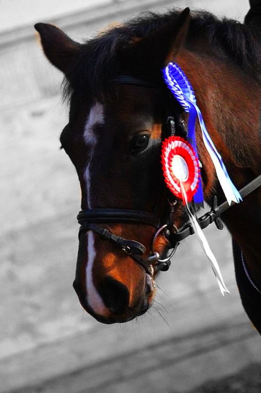Anden særlig race Solbakkens Lukas - vandt en først og anden plads i brande og kunne dermed kalde os regionsmestre <3 billede 4