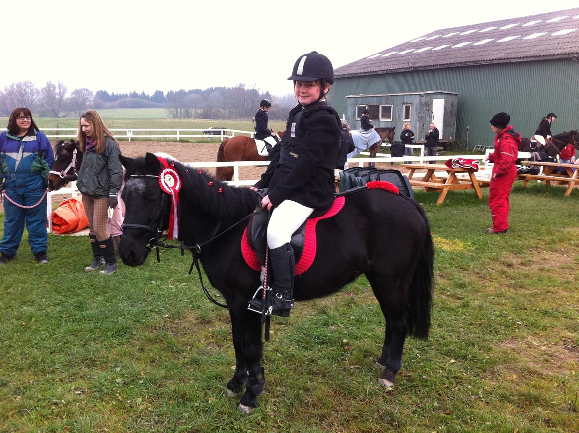 Welsh Mountain (sec A) Cleopatra billede 11