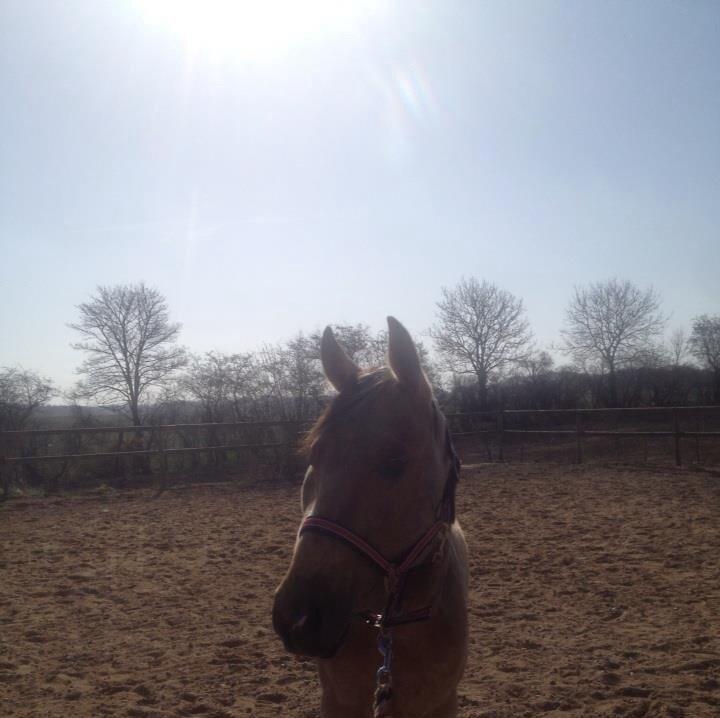 Quarter Pocos flying Girl  billede 2