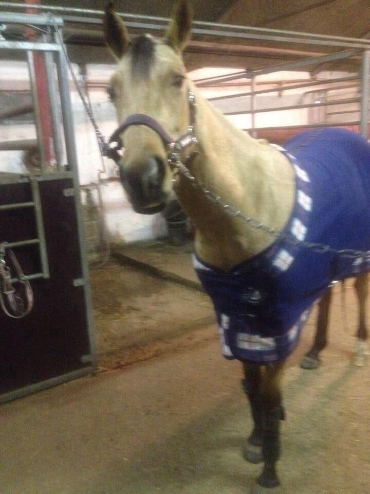 Quarter Pocos flying Girl  billede 3