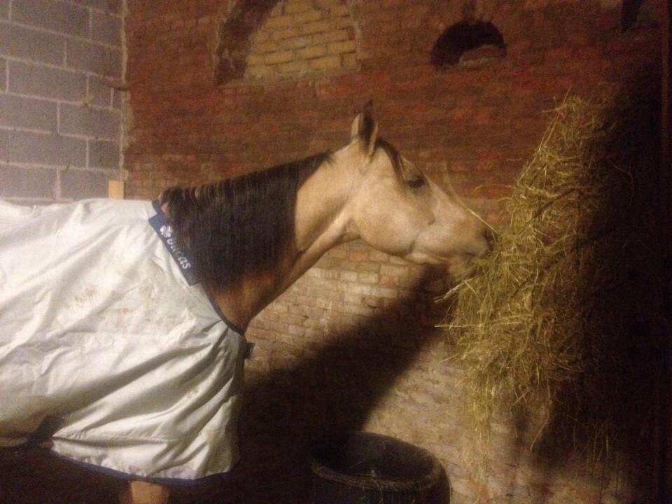 Quarter Pocos flying Girl  billede 6