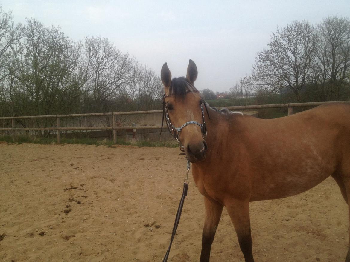 Quarter Pocos flying Girl  billede 7