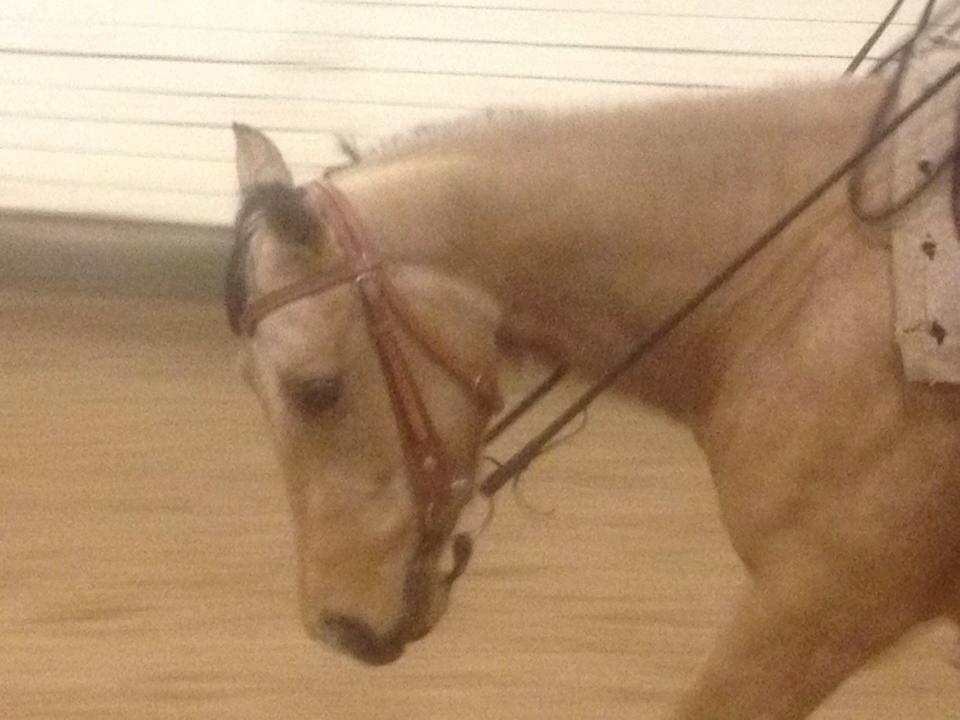 Quarter Pocos flying Girl  billede 8