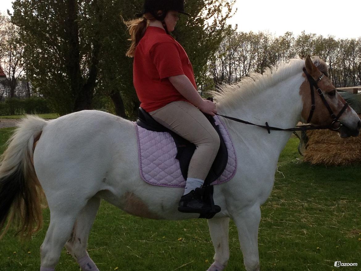 Anden særlig race Tessa billede 4