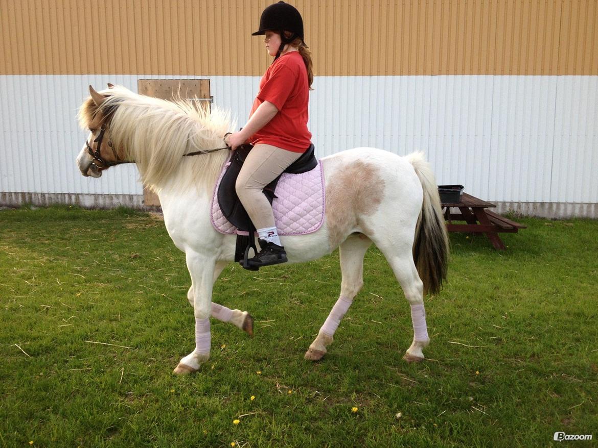 Anden særlig race Tessa billede 5