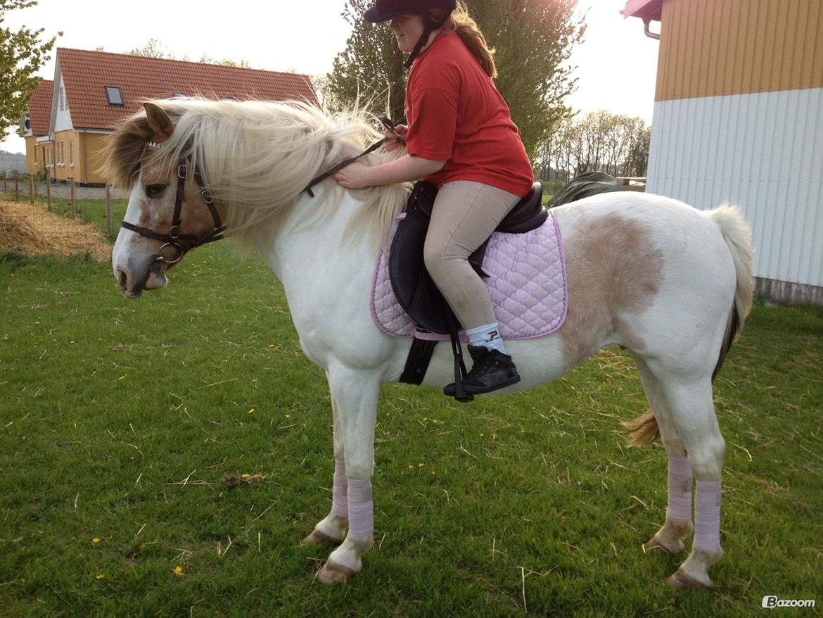 Anden særlig race Tessa billede 6