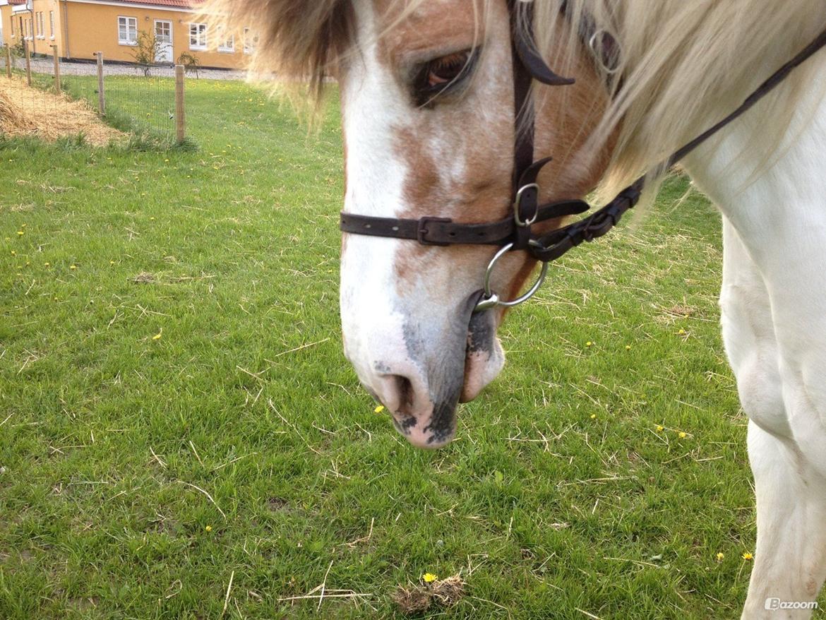 Anden særlig race Tessa billede 7