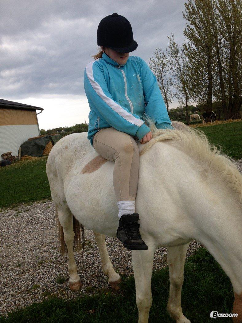 Anden særlig race Tessa billede 3