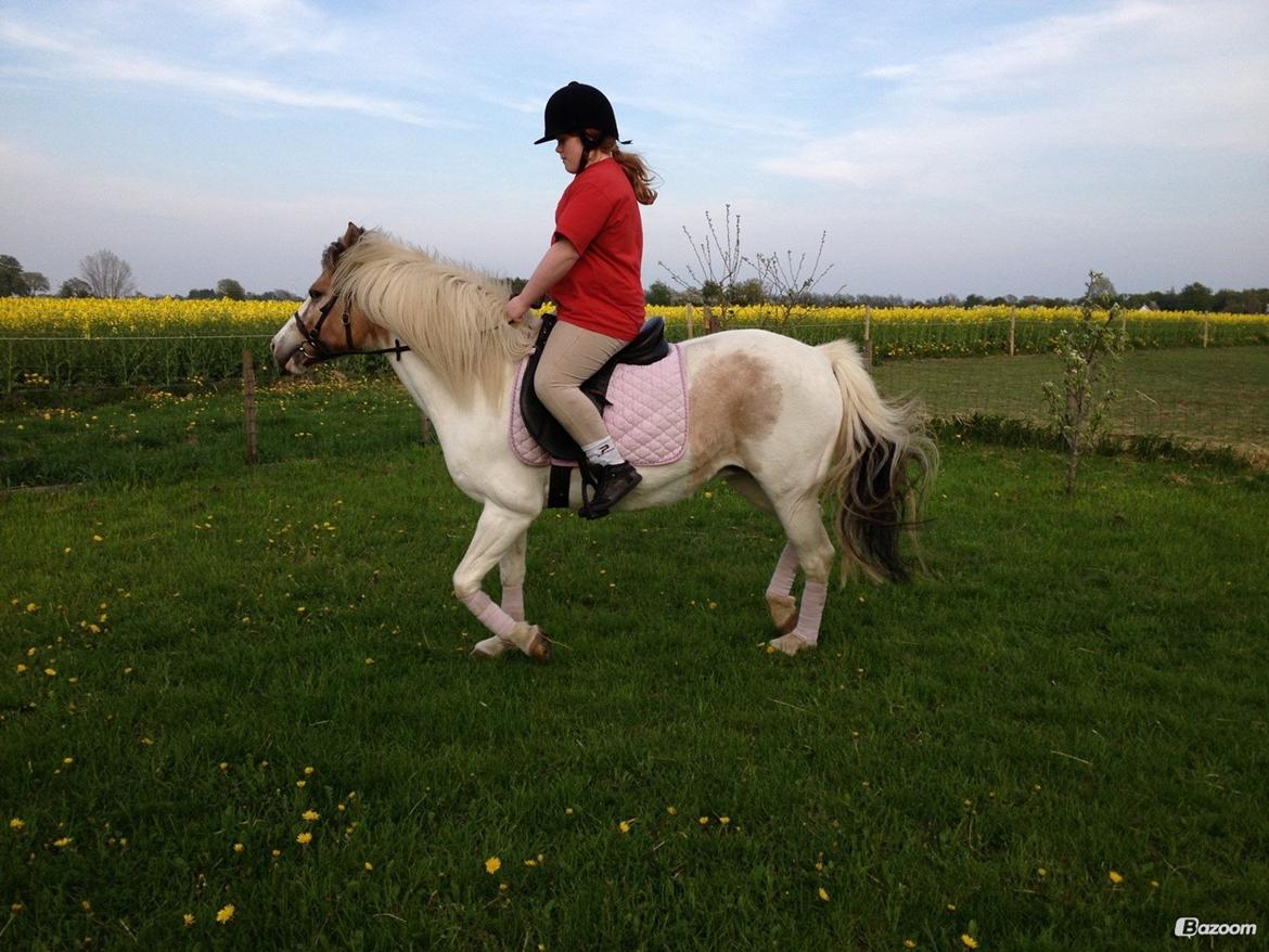 Anden særlig race Tessa billede 8