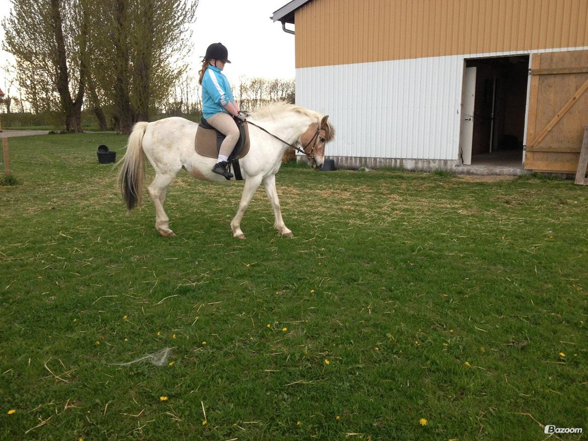 Anden særlig race Tessa billede 9