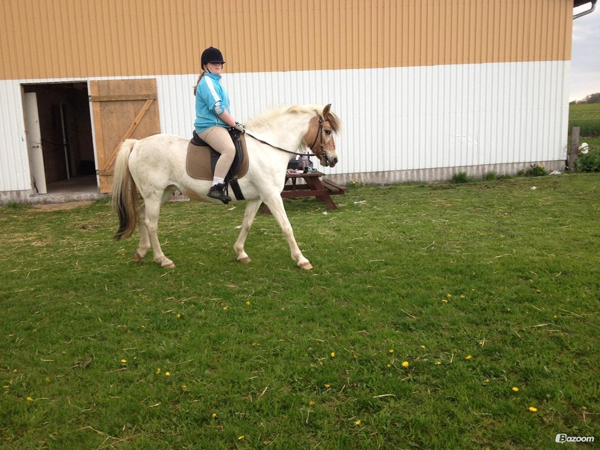 Anden særlig race Tessa billede 10