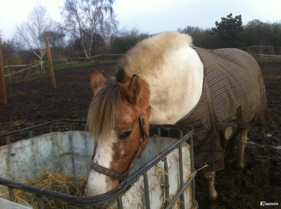 Anden særlig race Tessa billede 11
