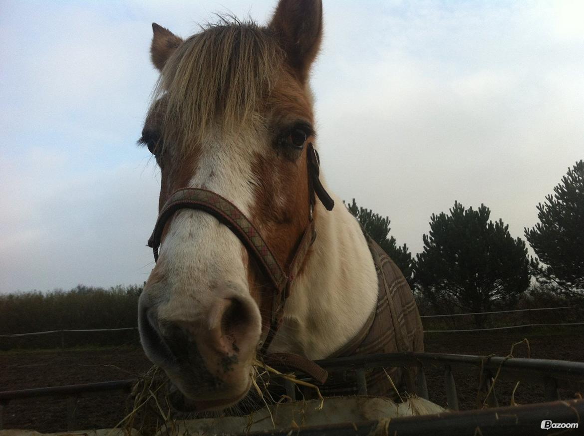 Anden særlig race Tessa billede 1