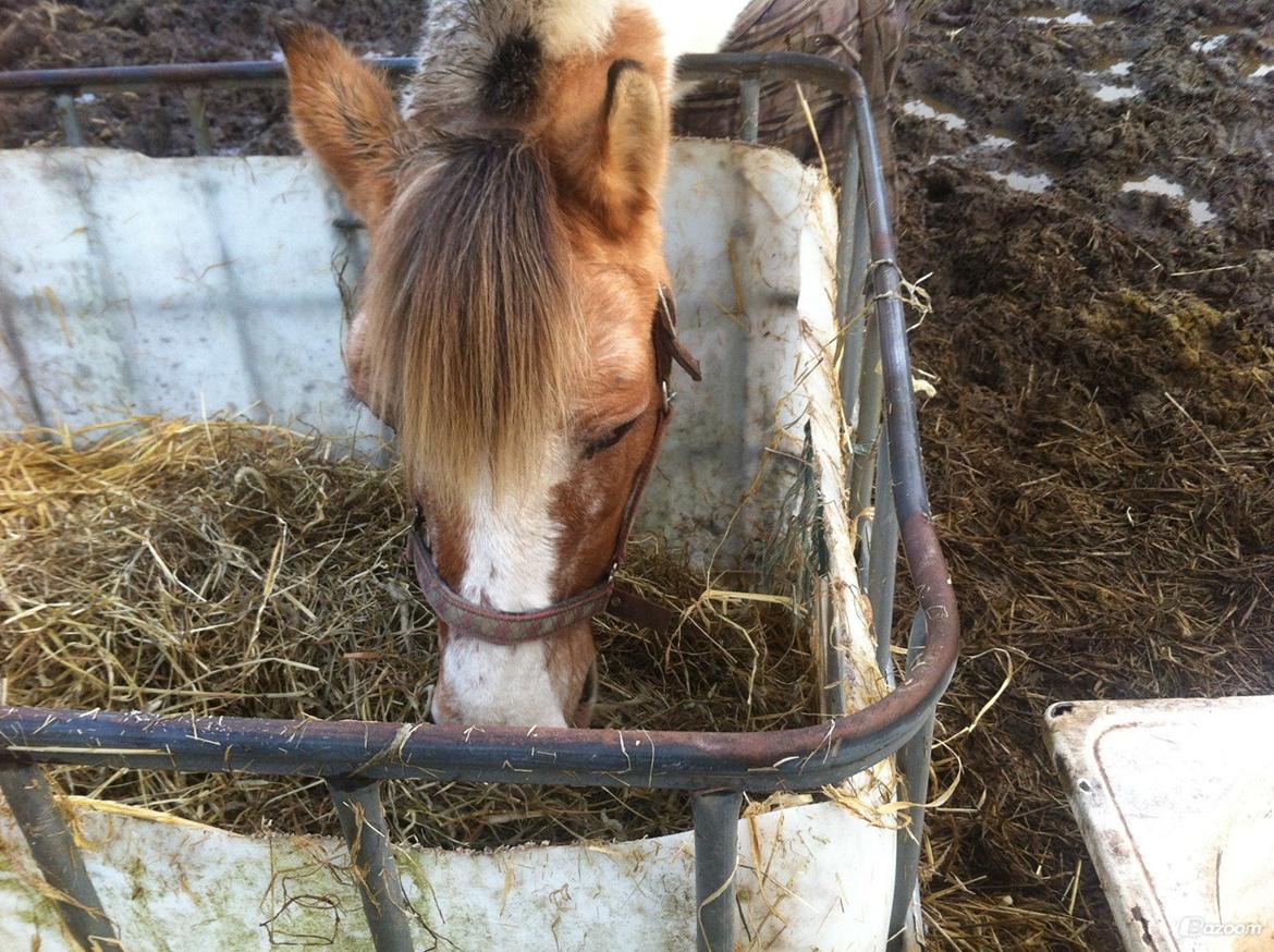 Anden særlig race Tessa billede 12