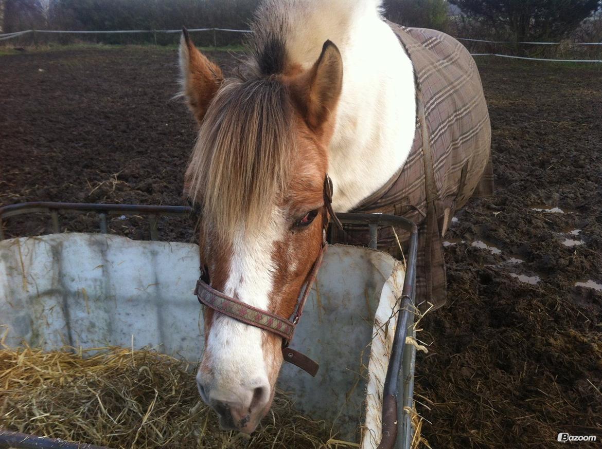 Anden særlig race Tessa billede 13