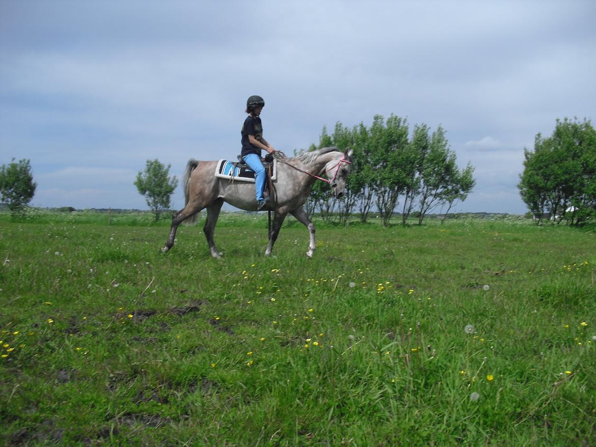 Arabisk fuldblod (OX) JA Koral ox billede 3