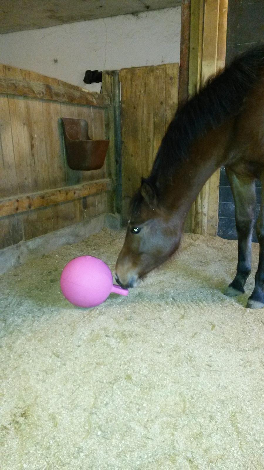 Anden særlig race Spyro billede 21