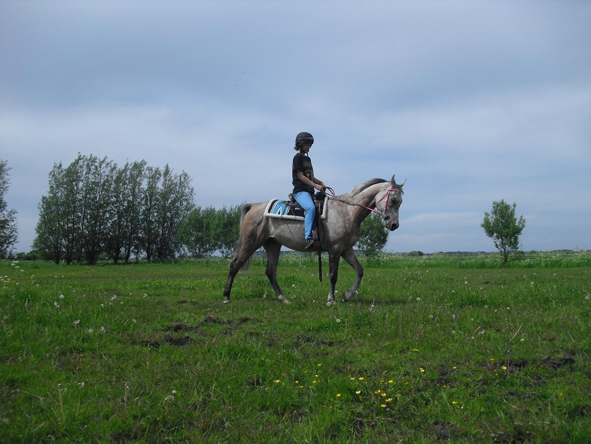 Arabisk fuldblod (OX) JA Koral ox billede 4