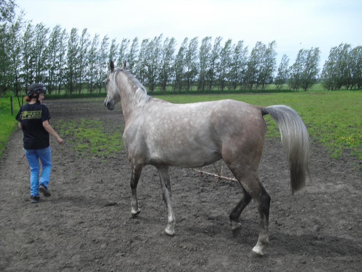 Arabisk fuldblod (OX) JA Koral ox billede 7