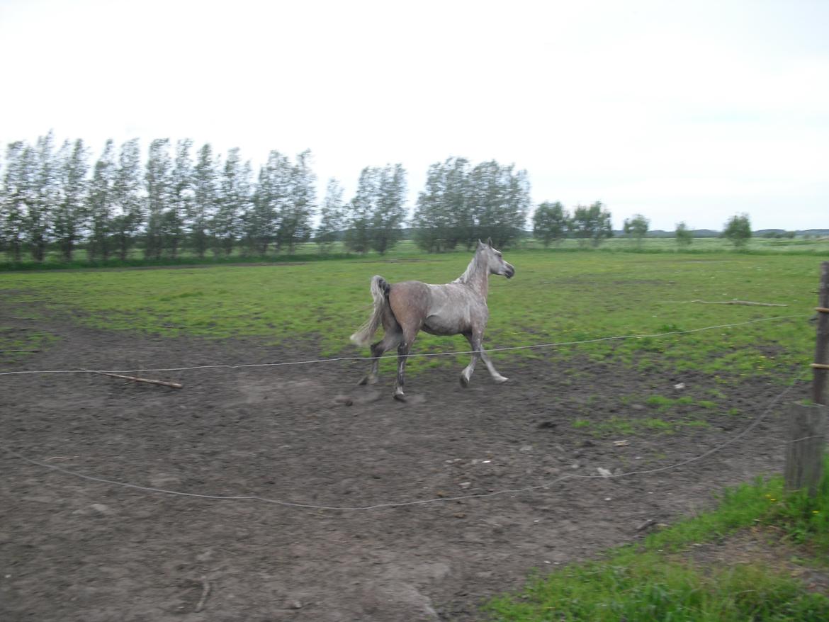 Arabisk fuldblod (OX) JA Koral ox billede 8