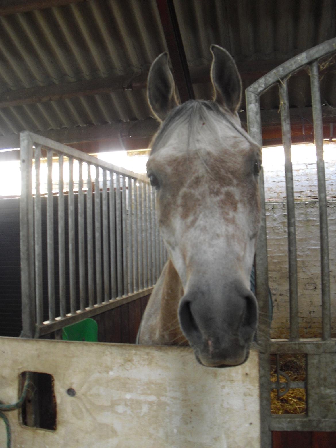 Arabisk fuldblod (OX) JA Koral ox billede 12