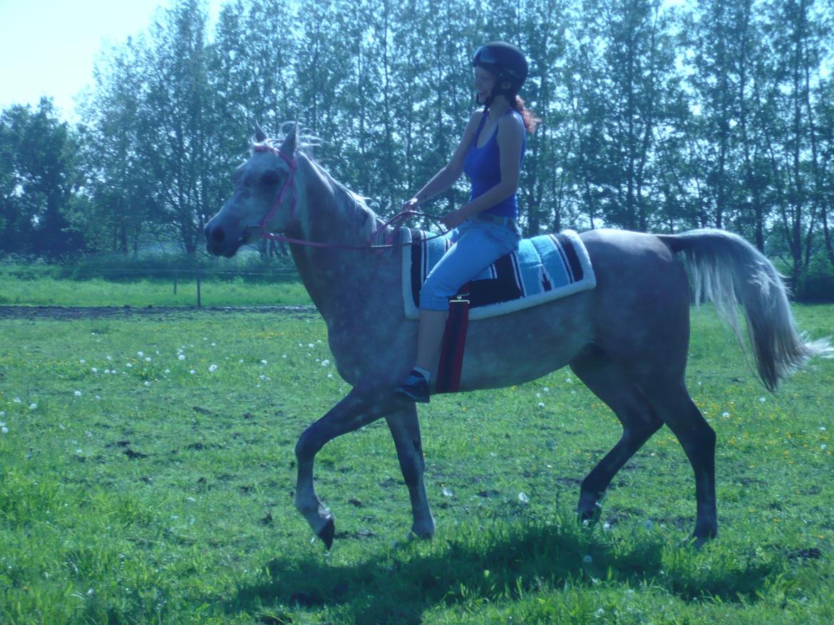 Arabisk fuldblod (OX) JA Koral ox - 1. gang trav uden sadel, min balance er ikke så god længere :) billede 9