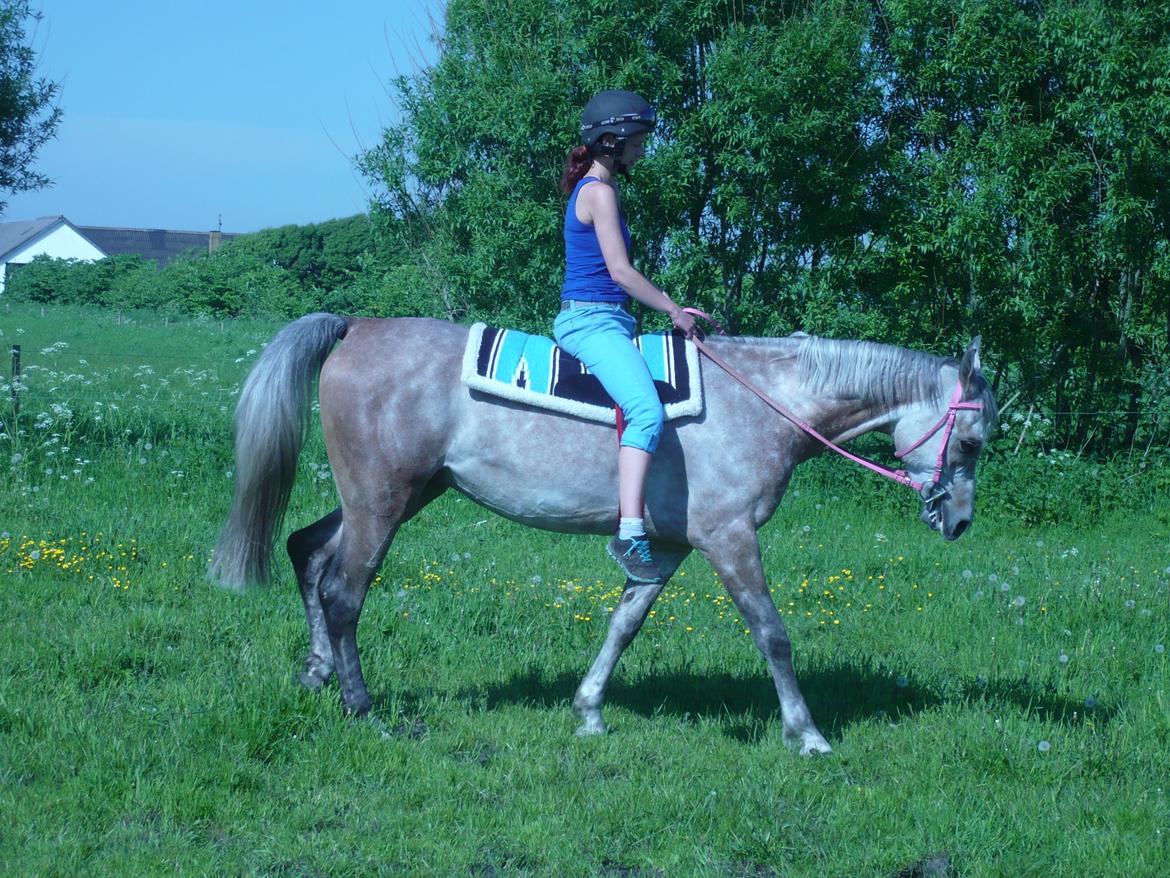 Arabisk fuldblod (OX) JA Koral ox billede 1