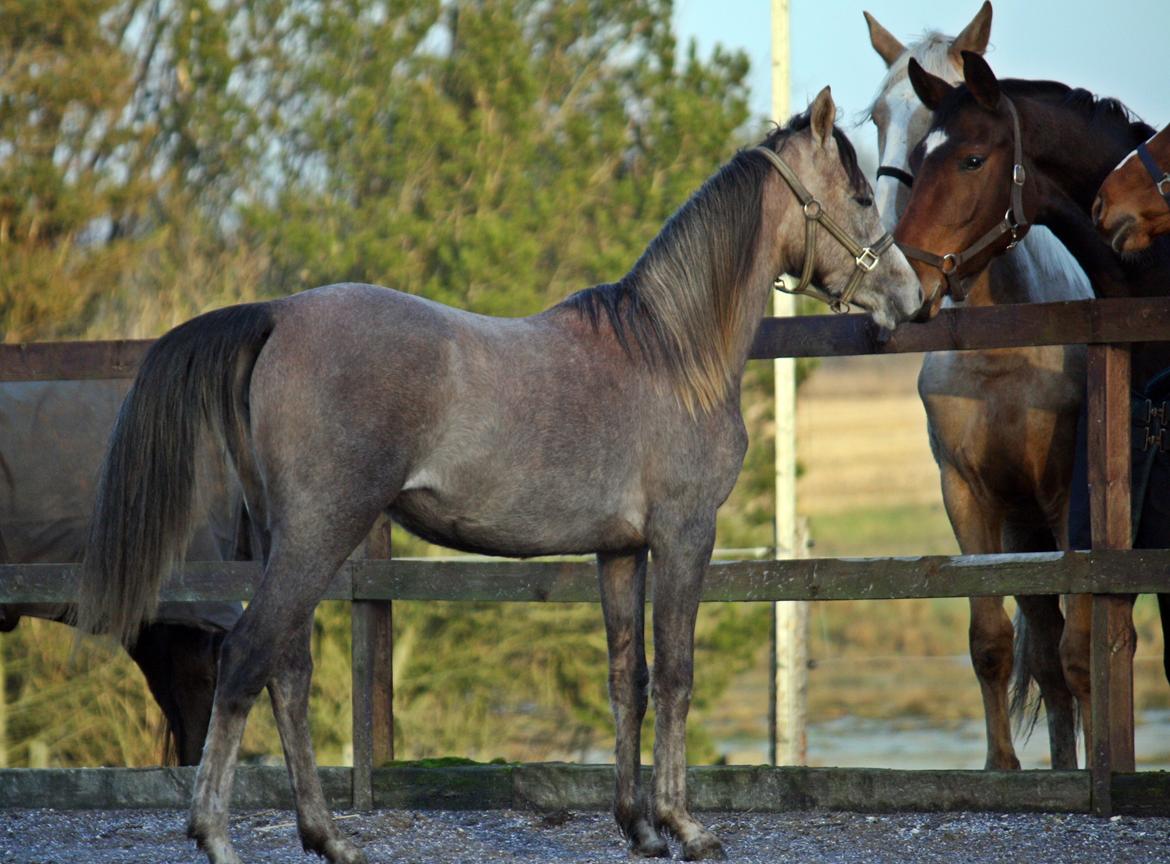 Arabisk fuldblod (OX) Farasha El Karmdal  billede 6