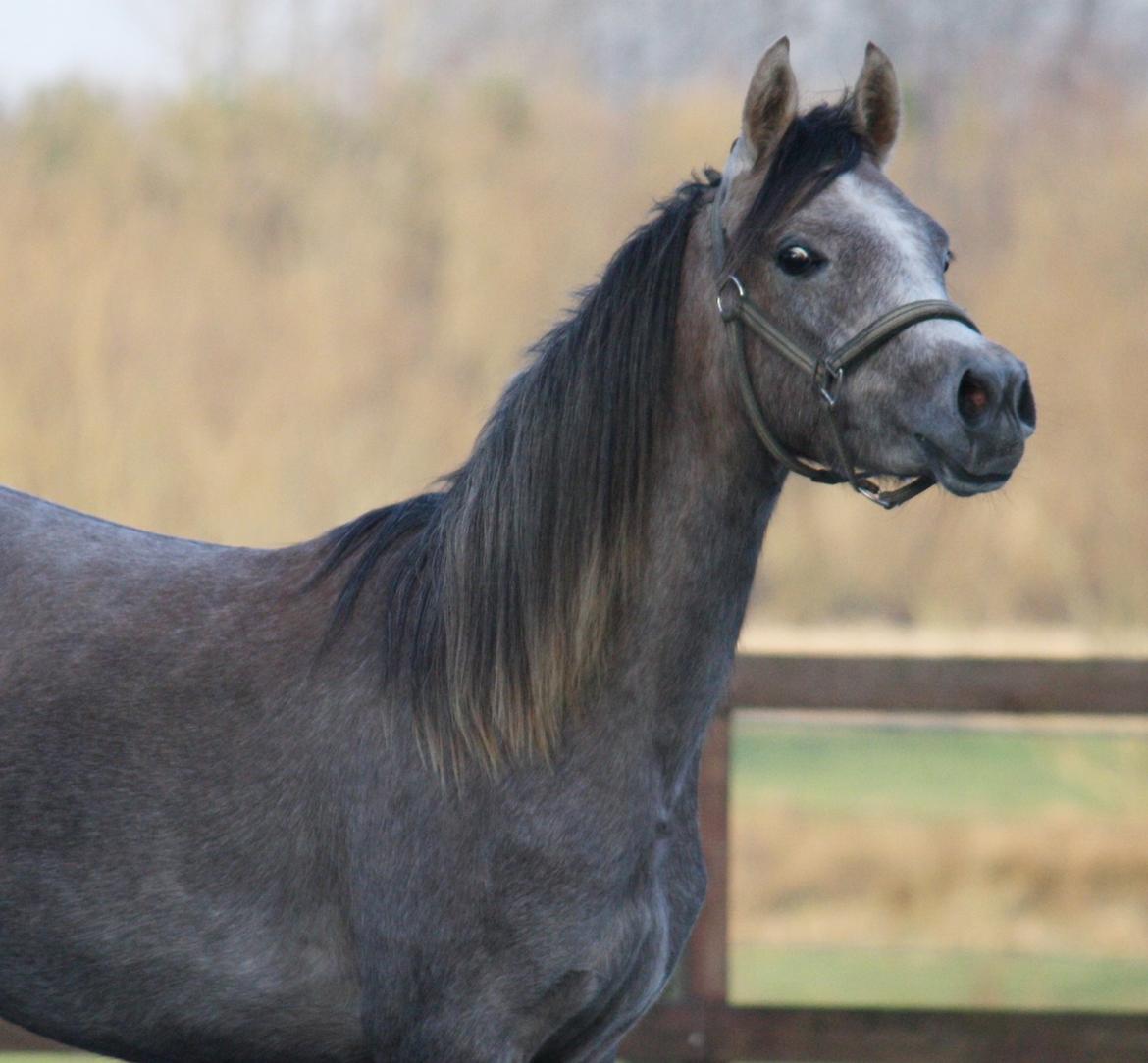 Arabisk fuldblod (OX) Farasha El Karmdal  billede 7