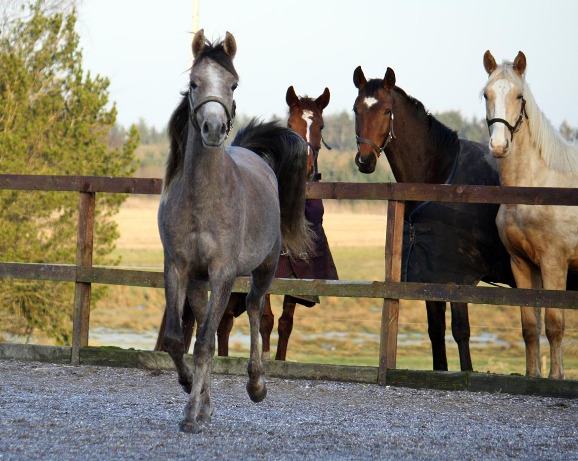 Arabisk fuldblod (OX) Farasha El Karmdal  billede 5