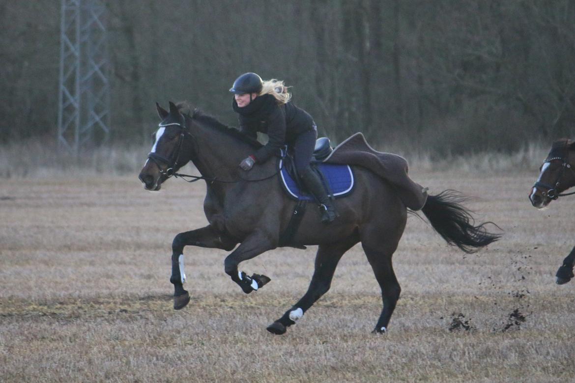 Dansk Varmblod Stald Nyborgs Chantell - To ride a horse is to ride the sky. Chantell, my one and only <3 . Foto: Hanne Viola Pedersen billede 31