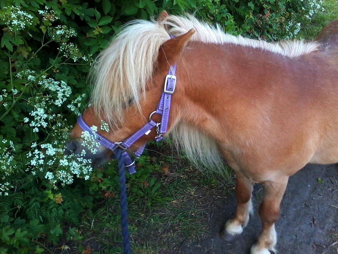 Shetlænder Bailey billede 9