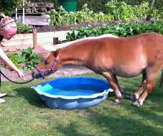 Shetlænder Bailey - jeg skulle prøve at få ham op i bajlen.... Det tog et par minutter :D billede 12