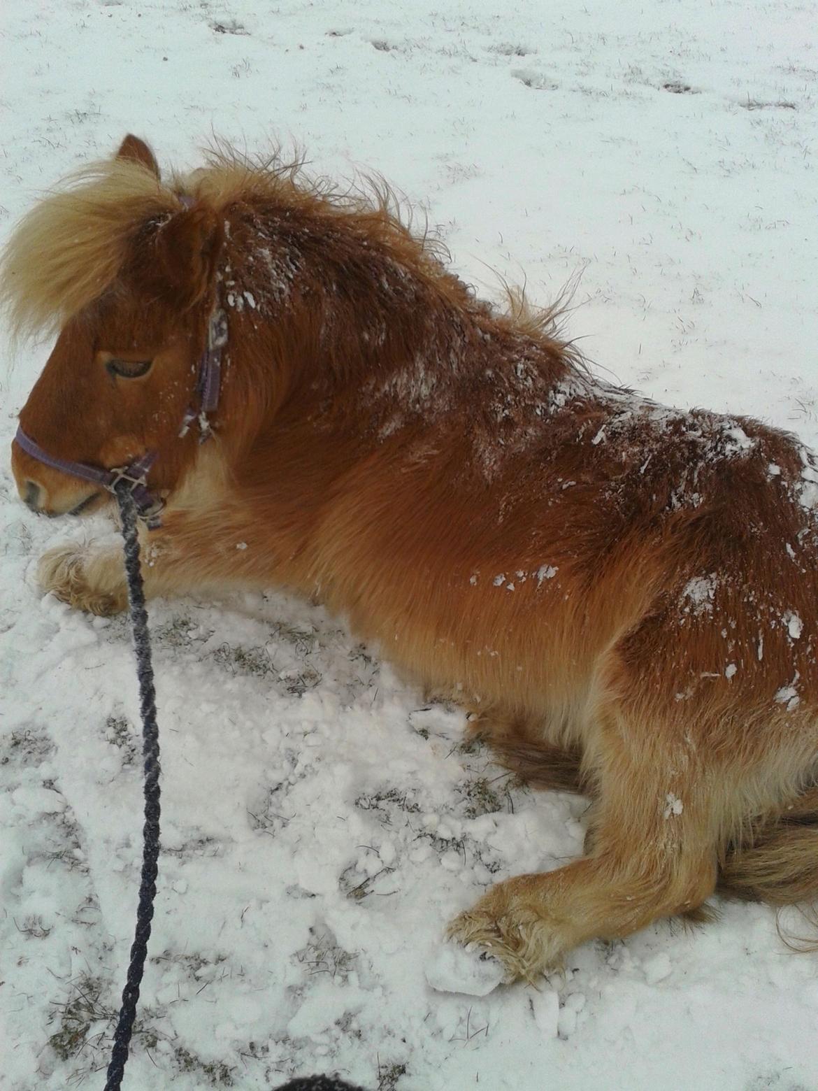 Shetlænder Bailey - sne 2014- noget vi begge elsker at lege i :D billede 17