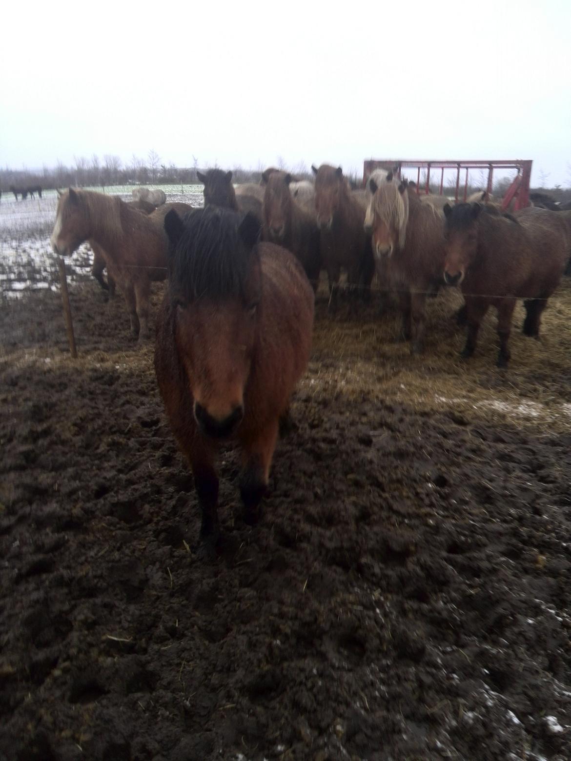 Islænder Dúdda Fra Meldgaard billede 1