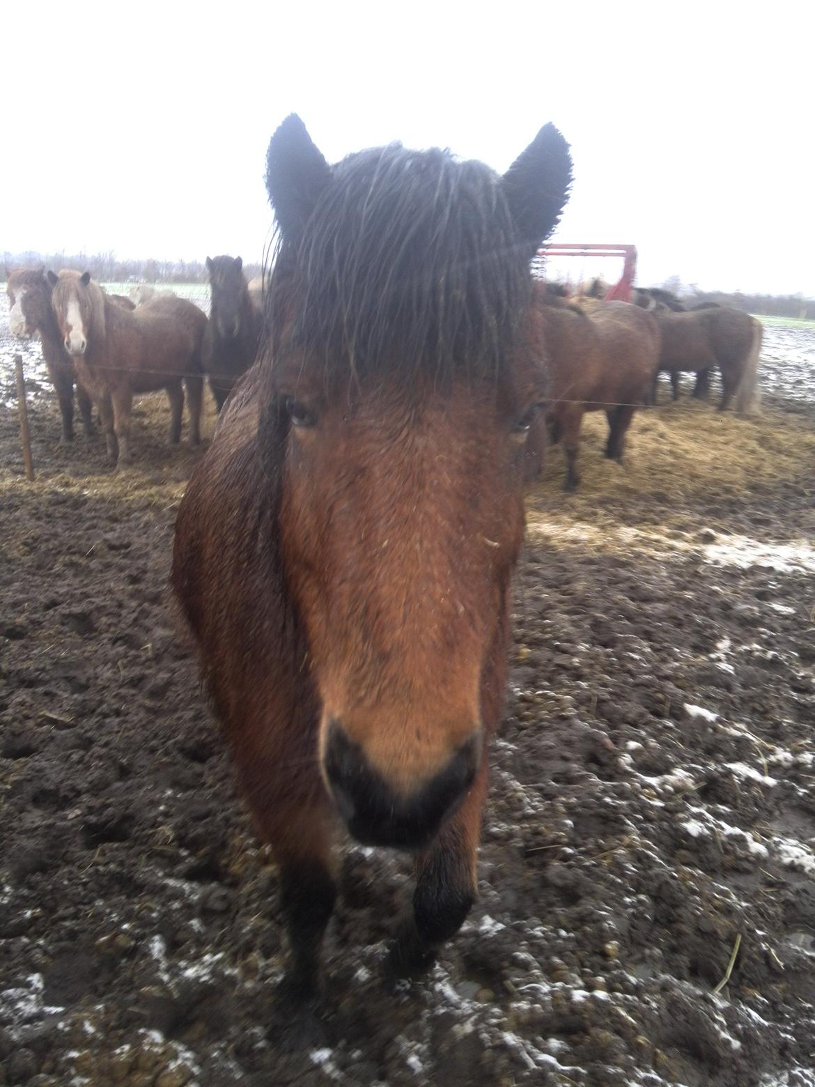 Islænder Dúdda Fra Meldgaard billede 2