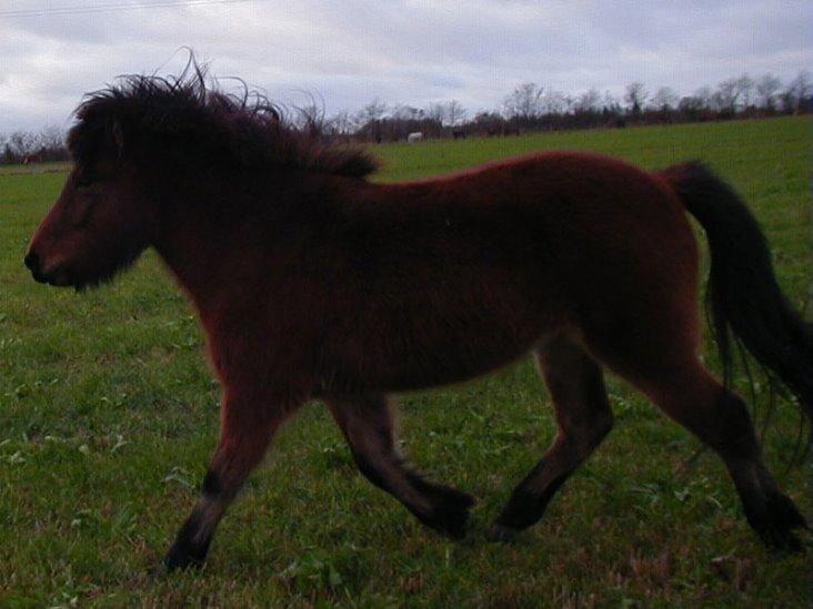 Islænder Dúdda Fra Meldgaard billede 4