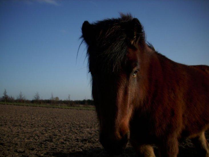 Islænder Dúdda Fra Meldgaard billede 6