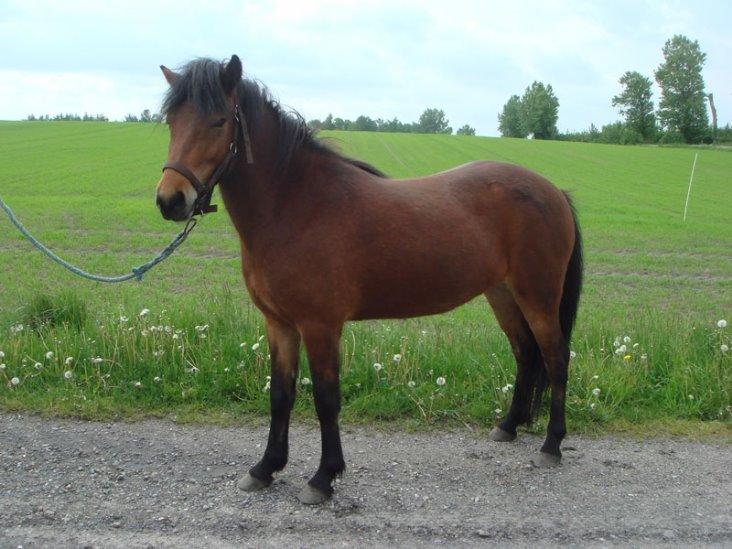 Islænder Dúdda Fra Meldgaard billede 5