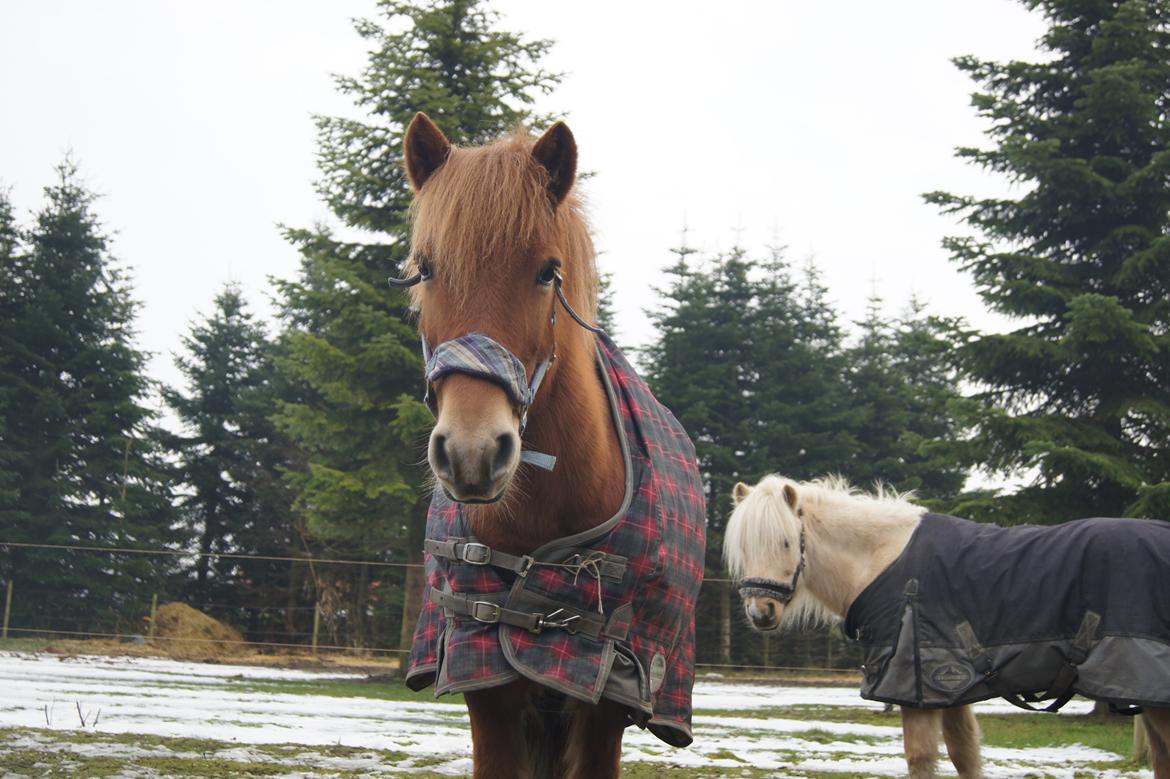 Anden særlig race Rosa - Min smukke prinsesse<3 billede 41