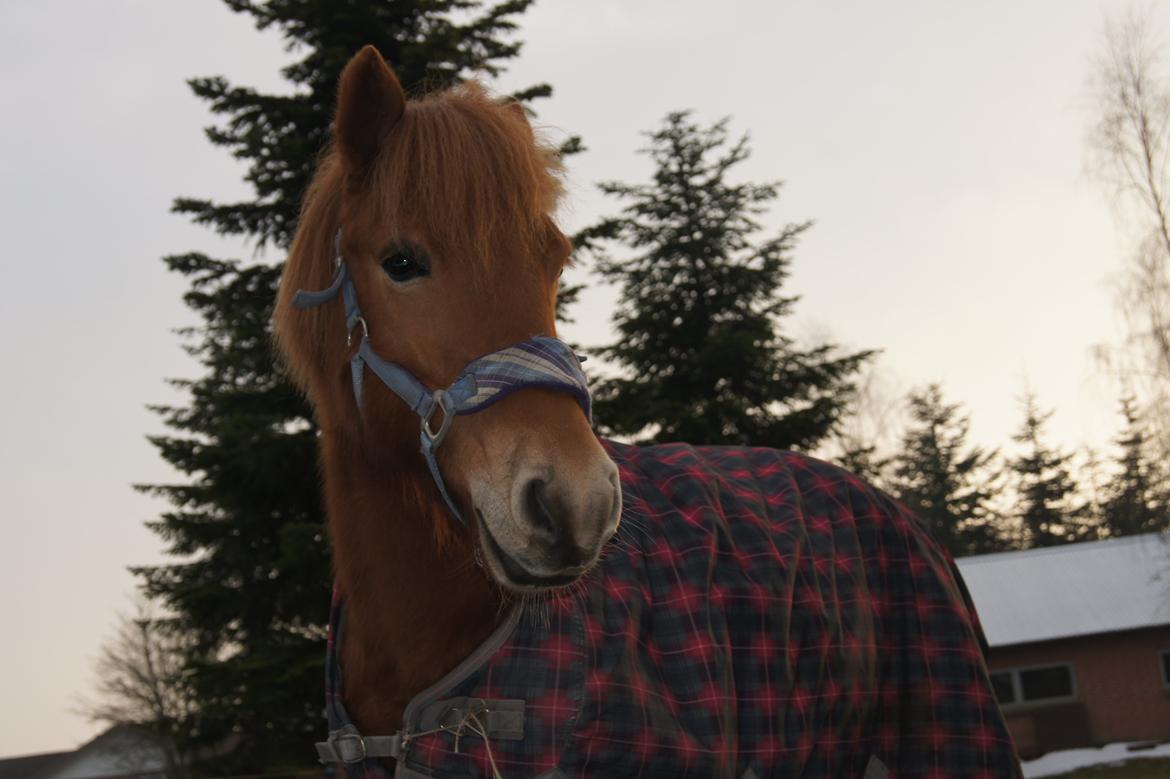 Anden særlig race Rosa - Smukke Rosa billede 26