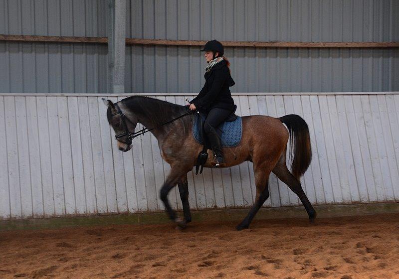 Arabisk fuldblod (OX) Wincent (SOLGT) billede 18